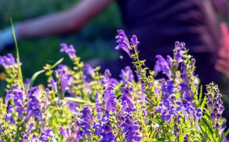 Chinesischer Schädelschutz ist in Seren, Cremes und punktuellen Behandlungen aufgrund seiner entzündungshemmenden, antioxidativen und aufhellenden Eigenschaften beliebt. Es hilft, dunkle Flecken aufzuhellen und Rötungen zu reduzieren.
